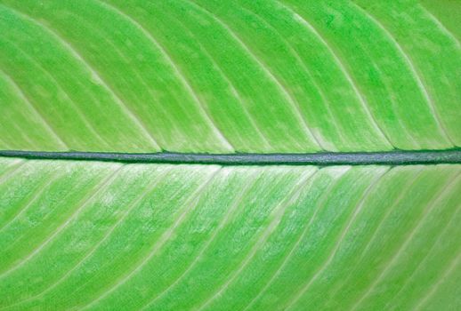 Close up green leaf texture, leaf abstract background, ecology concept