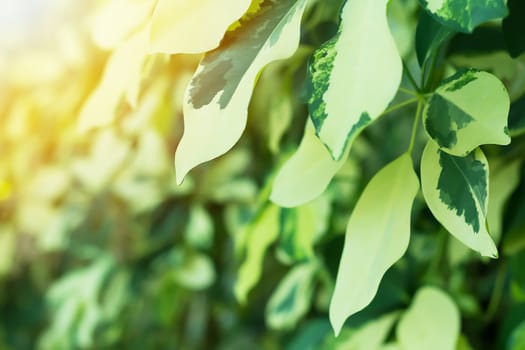 Nature abstract background, green leaf with sunlight, ecology concept