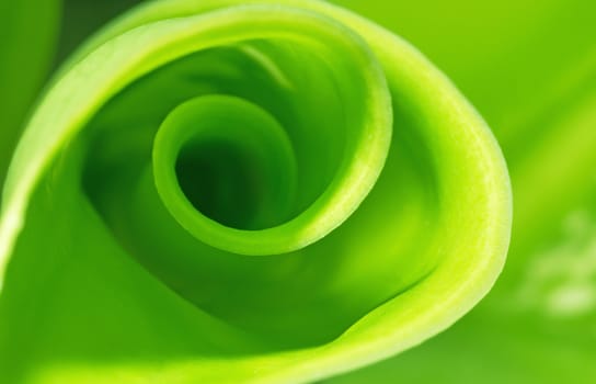Nature abstract background, green spiral leaf, ecology concept