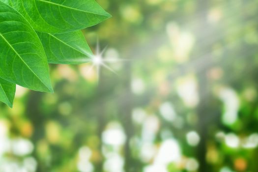 Ecology concept background, leaf and ray of light on green blur bokeh background