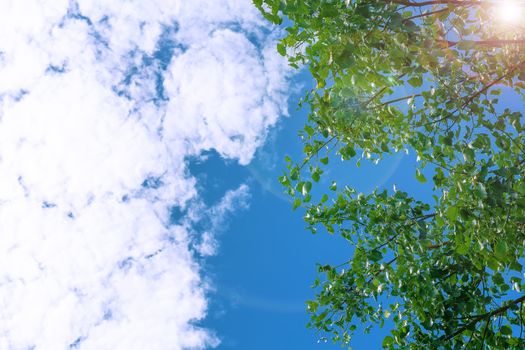 Clear blue sky and tree with  lens flare, look up view, relax concept