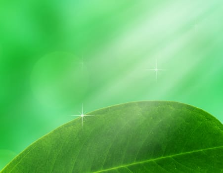 Nature background, leaf and light, ecology concept