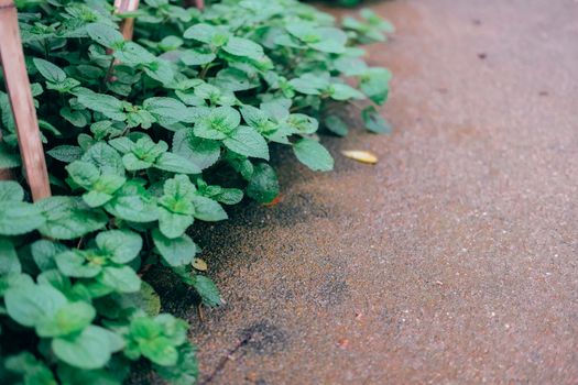 mint leaves growing in garden. herbal spearmint herb spice plant leaf