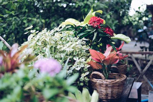 flower & green plant leaves in wicker basket decorating on terrace balcony