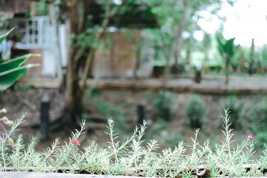 green plant leaves in flowerpot decorating on terrace balcony