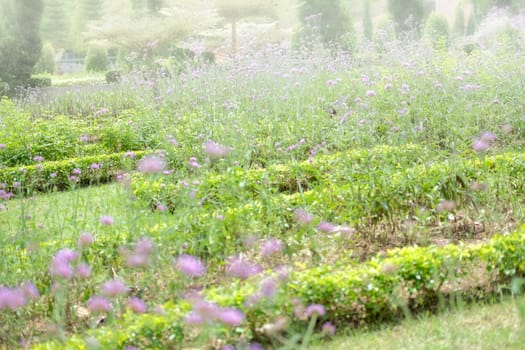 green natural leaves plant tree. flower nature garden park view