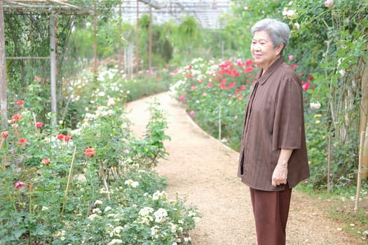 elder woman resting in rose flower garden. asian elderly female relaxing outdoors. senior leisure lifestyle