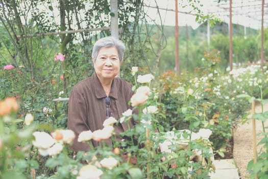 elder woman resting in rose flower garden. asian elderly female relaxing outdoors. senior leisure lifestyle