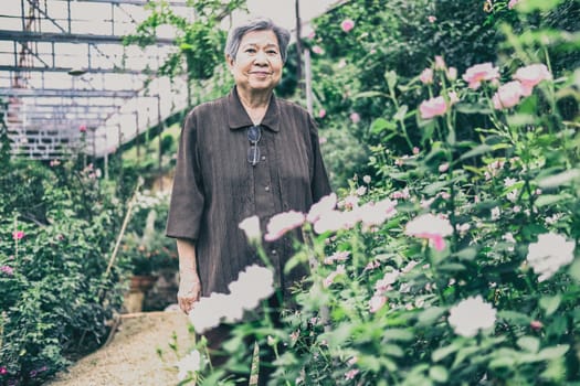 elder woman resting in rose flower garden. asian elderly female relaxing outdoors. senior leisure lifestyle