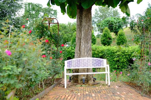 big tree & white metal iron bench seat chair in rose garden park in spring summer