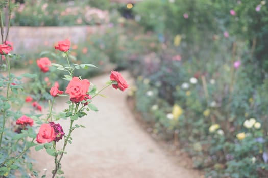 blooming red rose growing in flower garden. roses plant in park