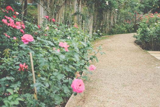 walkway pathway in rose flower garden park. tranquil nature scene