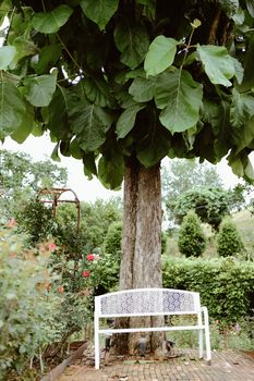big tree & white metal iron bench seat chair in rose garden park in spring summer