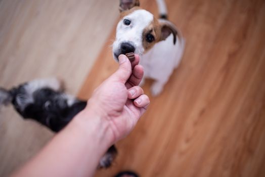 Terrier puppy reaching out to take treat from owners hand