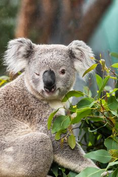 Funny koala animal winking blinking cute wink at camera at Sydney Zoo in Australia. Australia wildlife animals.