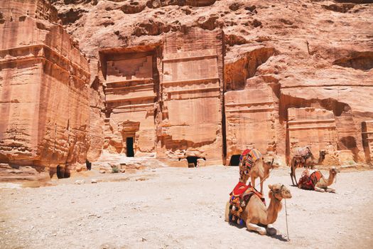Jordan travel background with camels in front of monastery ruins in Wadi Rum desert. Nature landscape.