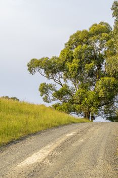 Beautiful countryside hills of Victoria - Australia. Tree along a beautiful road.