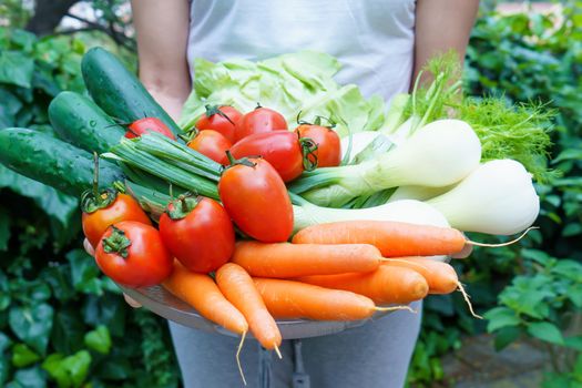 Healthy nutrition with fresh raw vegetables: a woman's holds a group of salad ingredients just picked up, lettuce, tomatoes, cucumbers, fennel, spring onions, and carrots