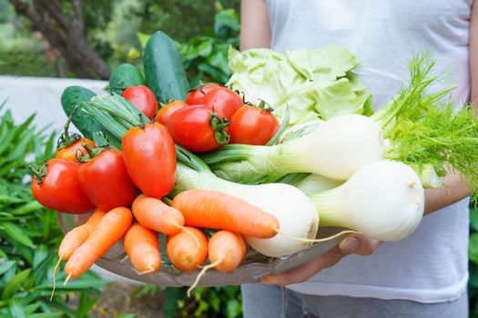 Healthy nutrition with fresh raw vegetables: a woman's holds a group of salad ingredients just picked up, lettuce, tomatoes, cucumbers, fennel, spring onions, and carrots