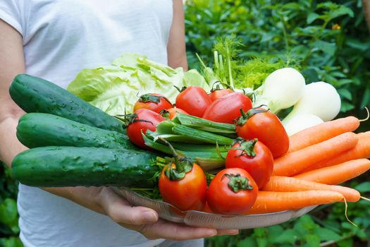 Healthy nutrition with fresh raw vegetables: a woman's holds a group of salad ingredients just picked up, lettuce, tomatoes, cucumbers, fennel, spring onions, and carrots