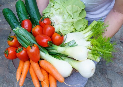 Healthy nutrition with fresh raw vegetables: a woman's holds a group of salad ingredients just picked up, lettuce, tomatoes, cucumbers, fennel, spring onions, and carrots