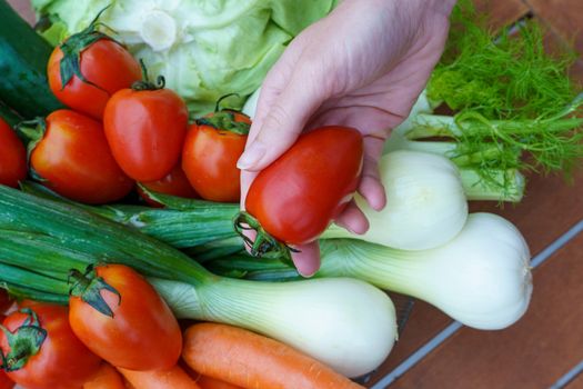 Healthy nutrition with fresh raw vegetables: a woman's hand show a tomato on a group of salad ingredients, lettuce, tomatoes, cucumbers, fennel, spring onions, and carrots