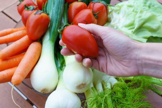 Healthy nutrition with fresh raw vegetables: a woman's hand show a tomato on a group of salad ingredients, lettuce, tomatoes, cucumbers, fennel, spring onions, and carrots