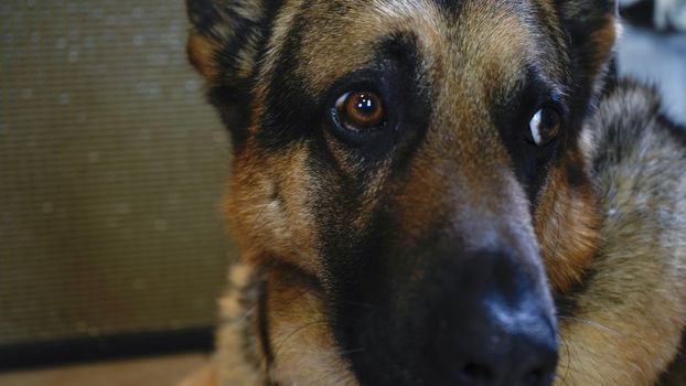 Close up of the face of a German Shepherd dog at home with sad and pleading eyes