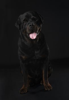purebred rottweiler in front of black background