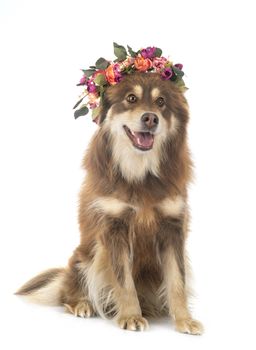  Finnish Lapphund in front of white background