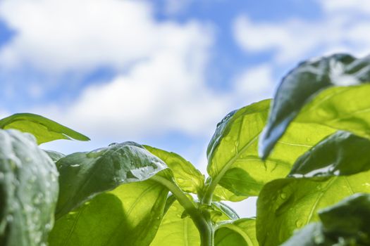 Macro close up of basil plant leaves in backlight on blue sky with white cloud in background