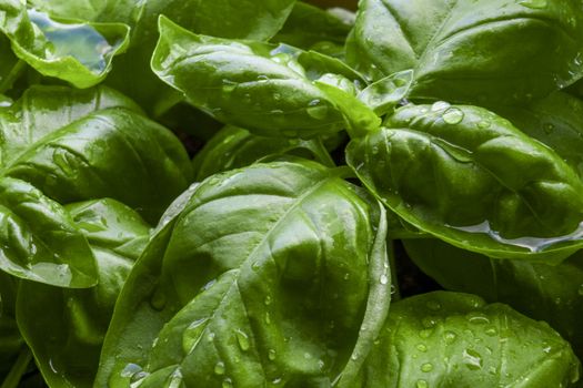 Macro close up of basil plant leaves with water drop