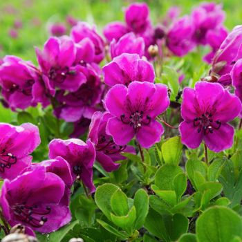 Beautiful flora of Kamchatka Peninsula: wild alpine purple flowers Rhododendron Camtschaticum in summer season. Eurasia, Russian Far East, Kamchatka Region.