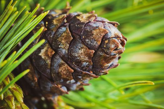 Cone with nut of dwarf stone pine (Pinus Pumila). Close-up natural floral background, Christmas mood. Vintage instant color photo effect, colorful picture with toned filter.