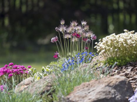 spring rock garden in full bloom with Pulsatilla pratensis purple violet flowers, pink Phlox, Armeria maritima, sea thrift, Bergenia or elephants ears, carnation and other colorful blooming flowers.