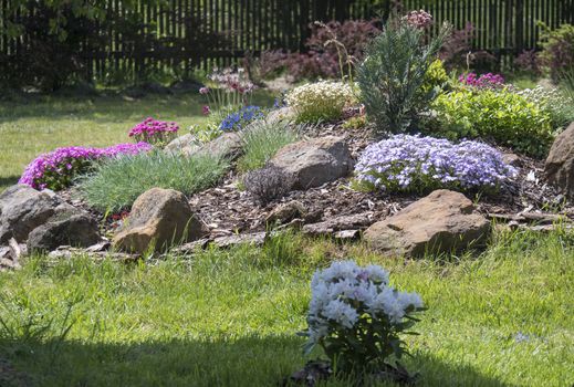 spring garden with beautiful rock garden in full bloom with pink Phlox, Armeria maritima, sea thrift, Bergenia or elephants ears, carnation and other colorful blooming flowers.