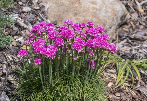 Close up bunch of pink blooming Armeria maritima, commonly known as thrift, sea thrift or sea pink, species of flowering plant in the family Plumbaginaceae on a rock garden. Selective focus.