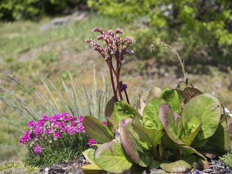 Close up blooming Bergenia or elephants ears flower and Armeria maritima known as sea thrift or sea pink on a rock garden. Selective focus.