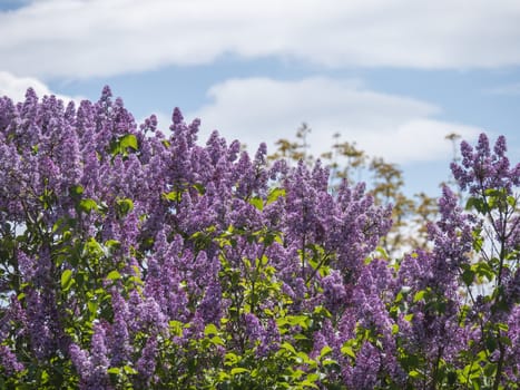 Springtime flowering bush tree top with violet flowers. Blooming Syringa vulgaris, common lilac plant against blue sky with white clouds, sunny day background. Copy space.