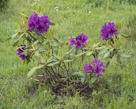 Close up blooming purple violet Rhododendron shrub on lush green grass background, beautiful flower blossom, selective focus.