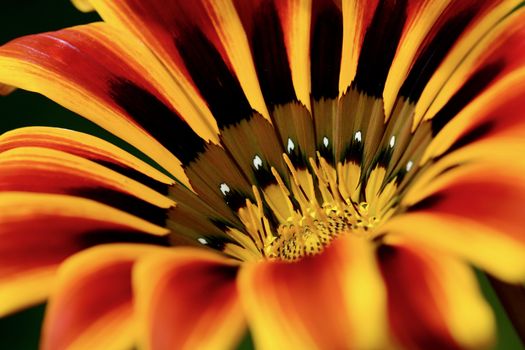 close-up photo of a flower; beautiful flowers, being close to nature, bringing nature close to you, Gazania flower