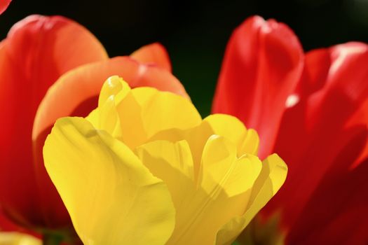 Close-up of a flower, beautiful flowers, being close to nature, bringing nature close to you, red and yellow tulip flowers