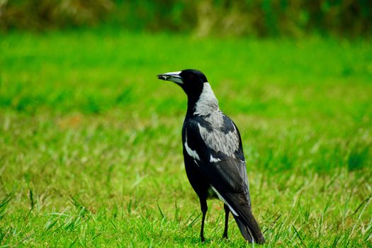Australian magpies mainly feed on invertebrates, taken mostly from the ground.
