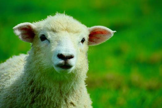 Sheep farming played a huge part in the development of the New Zealand economy. Around 220,000 tonnes of wool is shorn from New Zealand sheep each year.