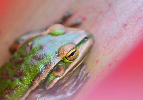 A close-up photo of a frog (Litoria aurea; Green and Golden Bell frog) resting in Bromellia plant