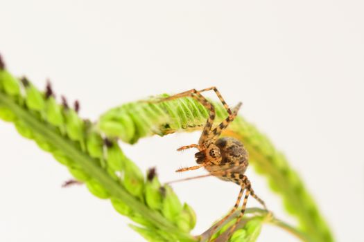 Common house spider, the most common spider in the world