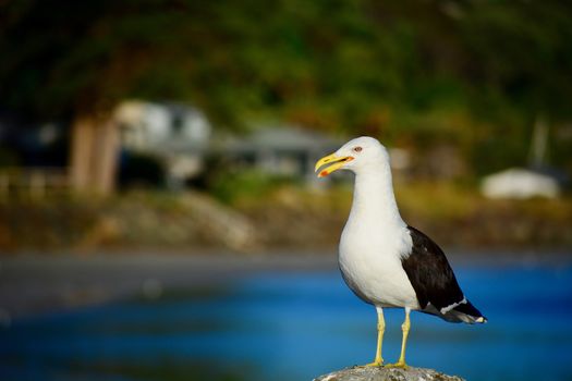 A close-up photo of a bird; mature Southern black-backed sea gull in natural environment