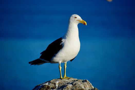 A close-up photo of a bird; mature Southern black-backed sea gull in natural environment