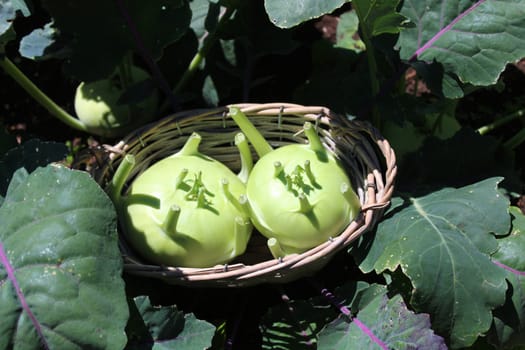 The picture shows cabbage turnip in the garden