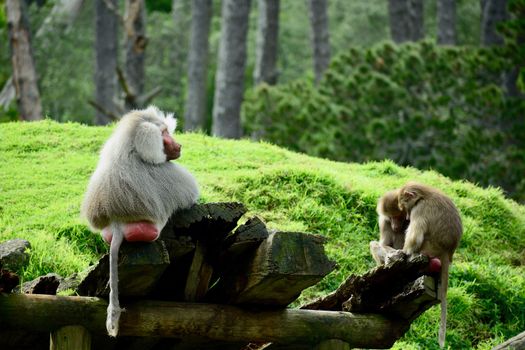 Hamadryas Baboon displays complex social behaviors, and can live in troops of several hundred individuals.